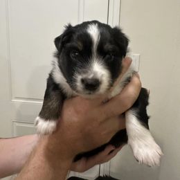 Miniature Australian Shepherd Puppies from Andy McDonald