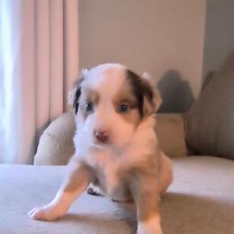 Petunia (Tuna) - Red merle female Miniature Australian Shepherd puppy in Hobe Sound, Florida from KHA