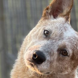 Australian Cattle Dogs from Straight Arrow Australian Cattle Dogs