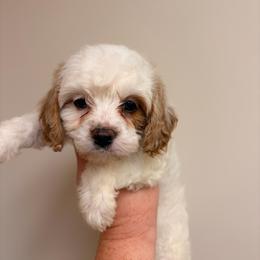 Estella - White female Cavapoo puppy in Hickory, North Carolina from Homegrown Spaniels