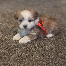 Girl 4 - Merle female Double Doodle puppy in Junction, Utah from Sugar Doodles