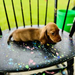 Dachshund Puppies from Mini Doxies of the South
