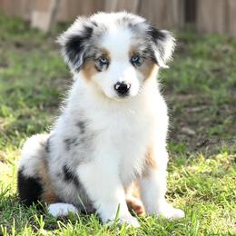 Emmett - Blue merle male Miniature American Shepherd puppy in Snyder, Texas from RLA Miniature American Shepherds