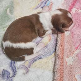 CKC red dapple pie girl - Piebald female Dachshund puppy in Springdale, Washington from TNT MINI DACHSHUNDS