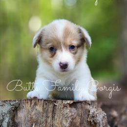 Scooby-Doo - Sable merle and white male American Corgi puppy in Cameron, North Carolina from Butts Family Corgis