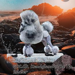 Poodles from Kandyland Toy poodles