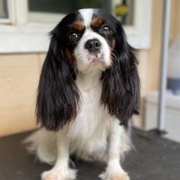 Pea - Cavalier King Charles Spaniel