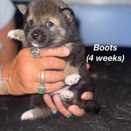 Shiba Inu Puppies from ScrapiShibas