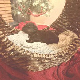 June - Phantom female Bernedoodle puppy in Tulsa, Oklahoma from Magnolia Blossom Bernedoodles