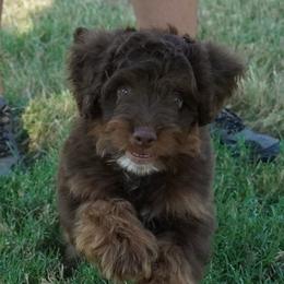 Reese RTM - Red tri-color male Aussiedoodle puppy in Lawton, Oklahoma from Lindsey’s Aussies