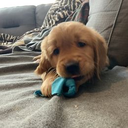 Belize - Golden Retriever puppy from Baker’s Goldens