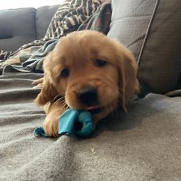 Belize - Golden Retriever puppy from Baker’s Goldens
