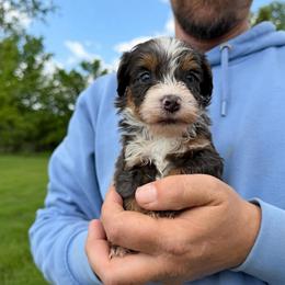 Sullivan - Blue merle male Bernedoodle puppy in Warrensburg, Missouri from Dreamer Ridge Puppies