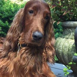 Irish Setters from Anamacara Irish Setters