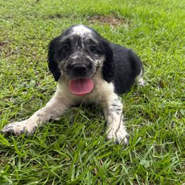 Girl 3 purple - Black white and tan female English Springer Spaniel puppy in Bonifay, Florida from Sherrouse English Springer Spaniels
