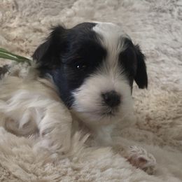 Boy 2 - Black and silver brindle Havapoo puppy in Tropic, Utah from Lady Paws-Kara