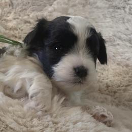 Boy 2 - Black and silver brindle Havapoo puppy in Tropic, Utah from Lady Paws-Kara