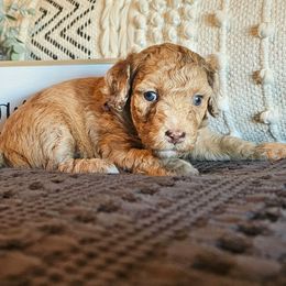 Star - Sable female Poodle puppy in Casa Grande, Arizona from Arizona's Once Upon A Boston and Poodle ❤️