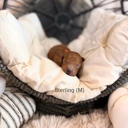 Sterling - Red  male Poodle puppy in Queen Creek, Arizona from Poised Poodles