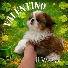 Valentino - Red and white male Shih Tzu puppy in Hayden, Idaho from Phoenix Shih Tzu