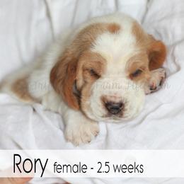 Rory - Red and white female Basset Hound puppy in Jefferson City, Missouri from Triple Hill Farm