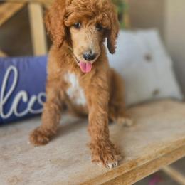 Ginger Ale - Red  male Poodle puppy in Mesa, Arizona from Desert Doodles