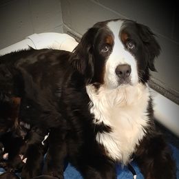 Path - Bernese Mountain Dog