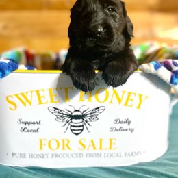 Shake - Black female Flat-Coated Retriever puppy in Park Rapids, Minnesota from Catori