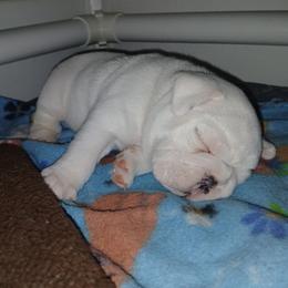 Brody - Red brindle and white male Bulldog puppy in Cannon Falls, Minnesota from Pattys Boxers and Bulldogs