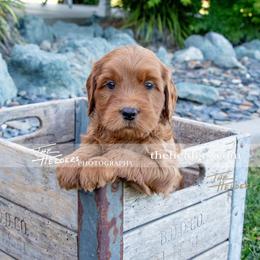 Blue - Apricot male Goldendoodle puppy in Yuba City, California from BV Labs & Doodles