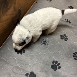 Girl 1 - Blue female Australian Cattle Dog puppy in Valley Mills, Texas from Bottoms Up Cattle Dogs