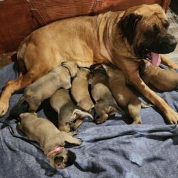 Freya - Mastiff