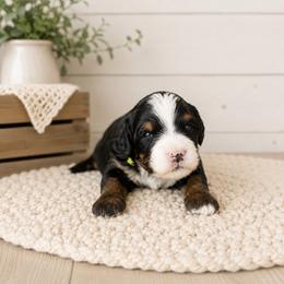 Cortland - Tri-color male Bernedoodle puppy in Atwood, Oklahoma from Luxe Doodle Haven
