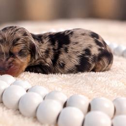 Marigold - Dapple female Dachshund puppy in Dinwiddie, Virginia from White Oak Kennels