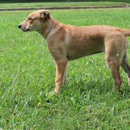 Carolina Dog Puppies from Williams Sweet Carolina