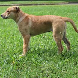 Carolina Dog Puppies from Williams Sweet Carolina