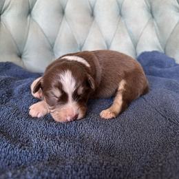 Girl 5 - Red tri-color female Australian Shepherd puppy in Bison, South Dakota from South Dakota Creekside Australian Shepherds