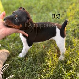 Rat Terrier Puppies from FA puppies