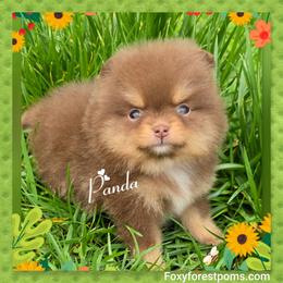 Panda - Chocolate female Pomeranian puppy in Eatonville, Washington from Foxy Forest Poms