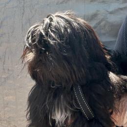 Sissy in - Brindle female Shih Tzu puppy in Victorville, California from Precioustzus