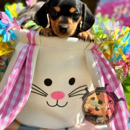 Dachshund Puppies from Doxi Delights