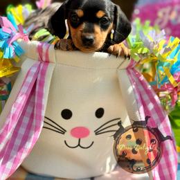 Dachshund Puppies from Doxi Delights