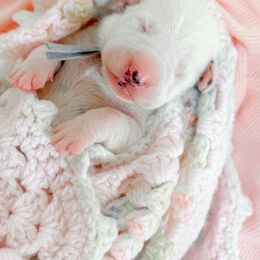 Dalmatian Puppies from Rock a Dalmatian “RockADal”