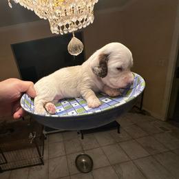 White Pearl - Dapple female Dachshund puppy in Lincolnwood, Illinois from Gulfishan Kennels