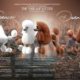 Poodle puppies from Ariella Standard Poodles & Chinese Cresteds