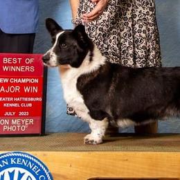 Star - Cardigan Welsh Corgi
