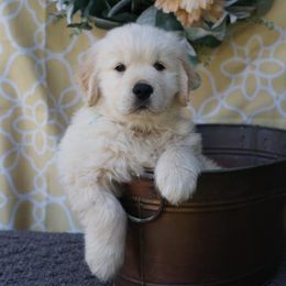 Golden Retriever Puppies from Jessica Hagstette