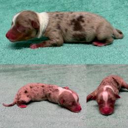 Red Merle male - Red merle male Toy Australian Shepherd puppy in Brooker, Florida from Honey, I Shrunk the Aussies
