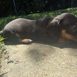 Female 2 - Black and tan female Dachshund puppy in Anderson, California from FiveThreeZeroMiniDachshunds