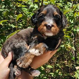 Reese's - Merle male Bernedoodle puppy in Decatur, Georgia from So Adoodable